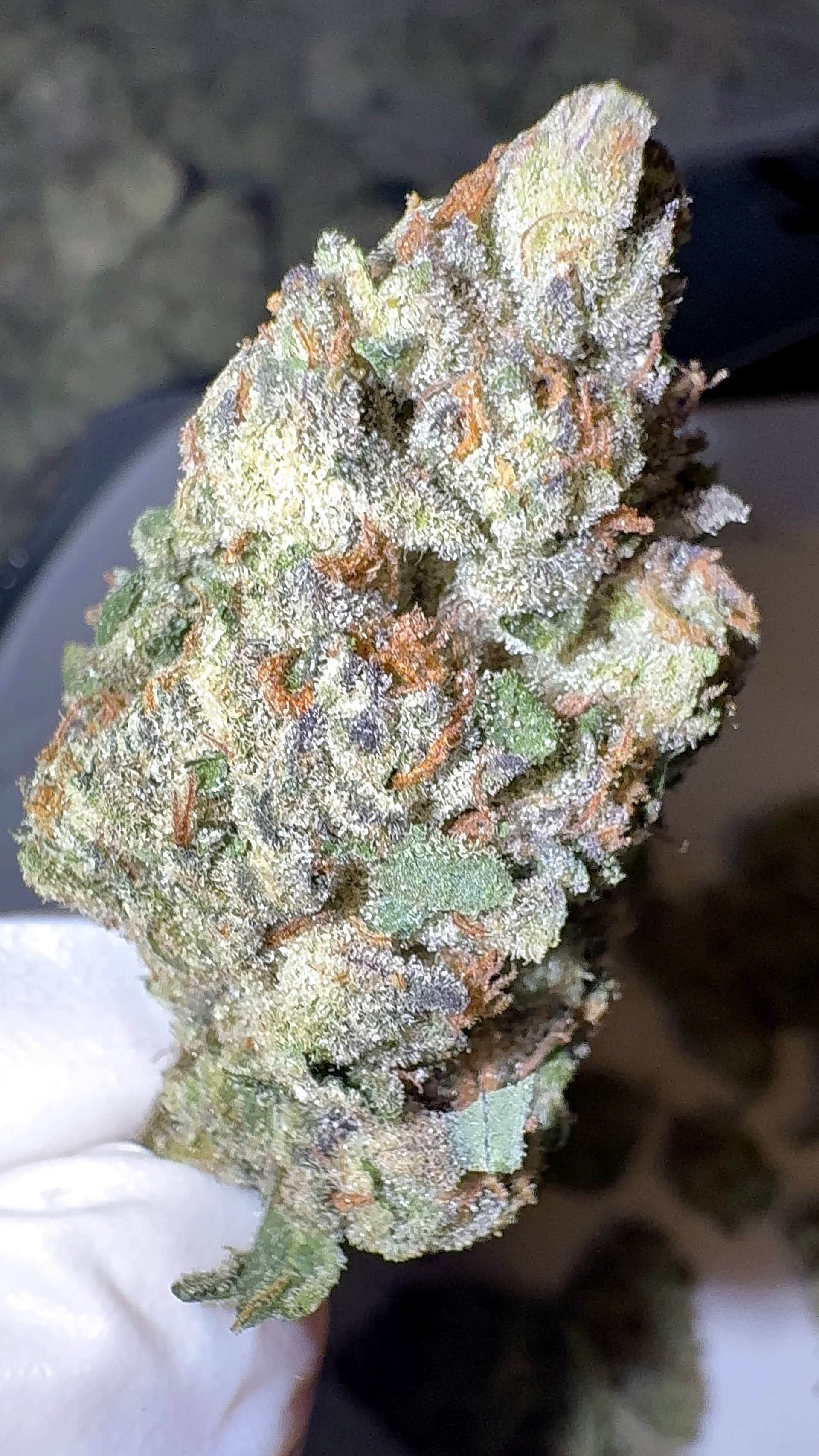 Big Moose Premium Indoor THCp Flower - Purple Kush thumbnail 2
