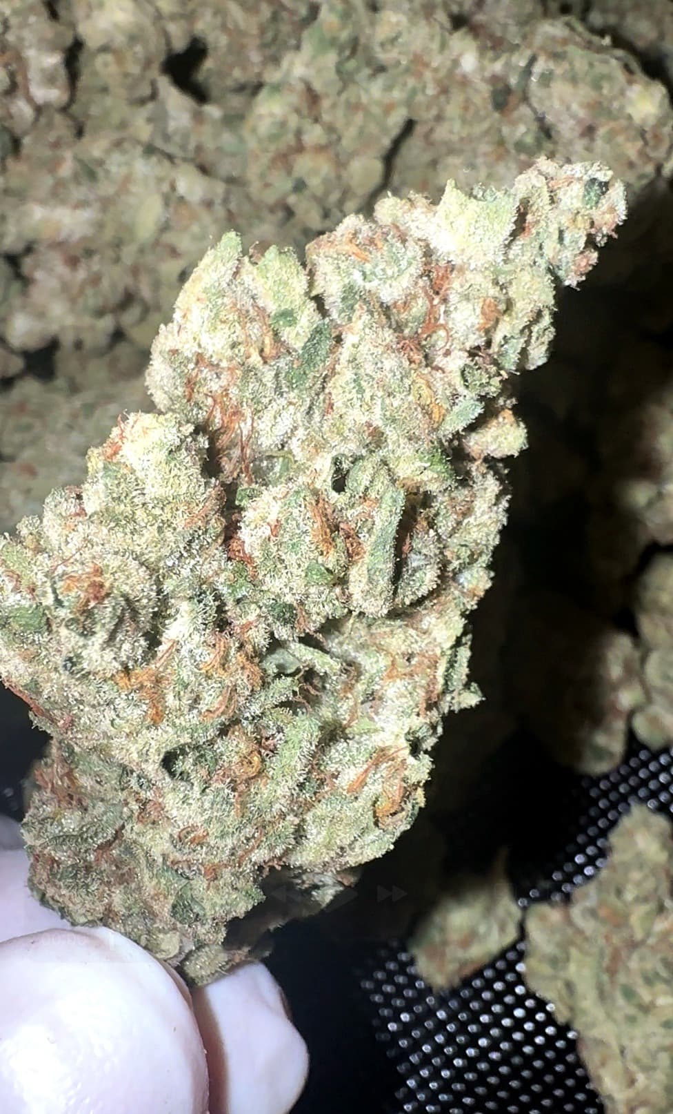 Highly Favored - Exotic THCp Flower - Illemonati thumbnail 2