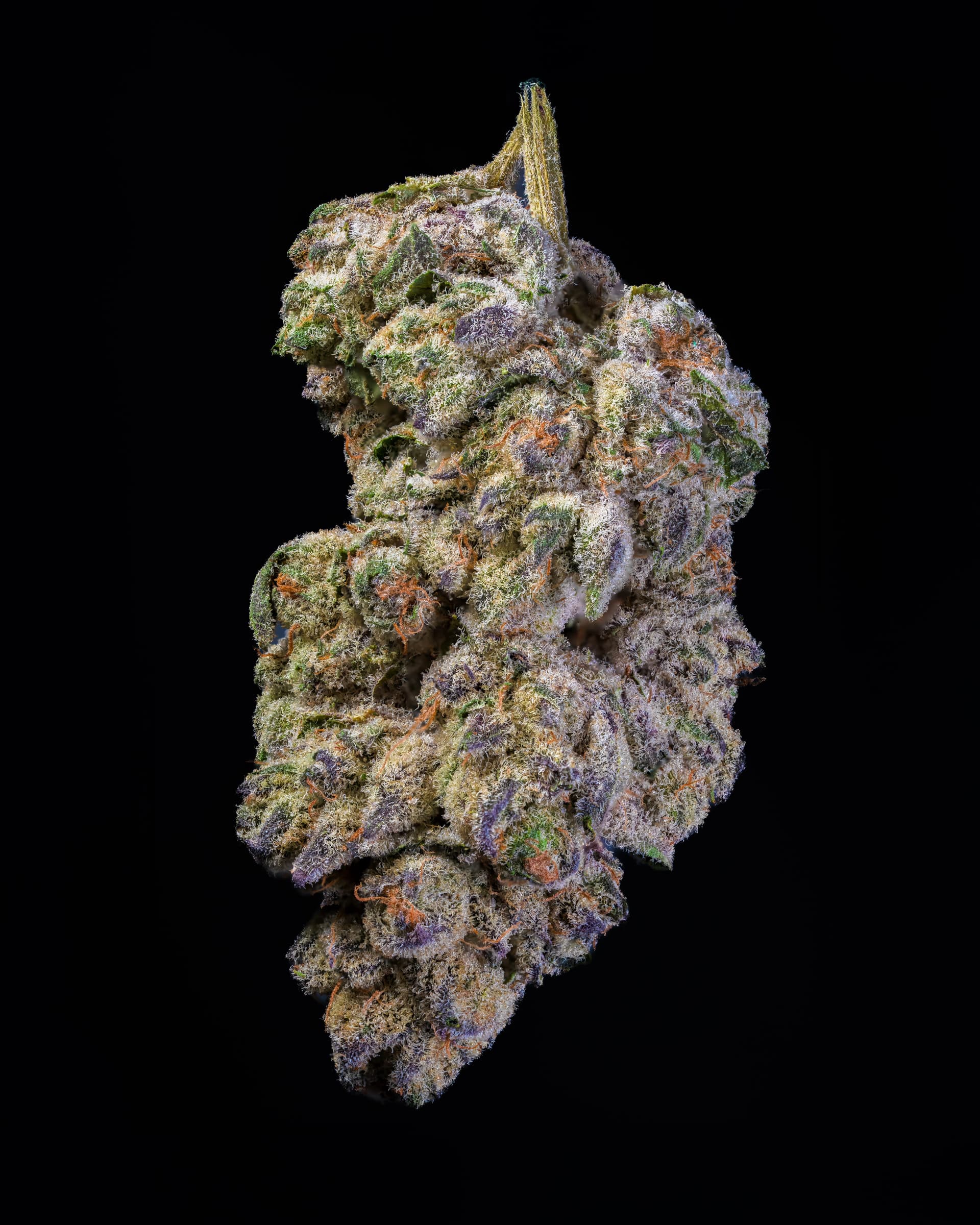 Flower — Runtz, Big Moose Hemp