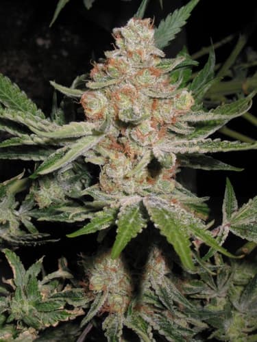 alien og plant.jpg